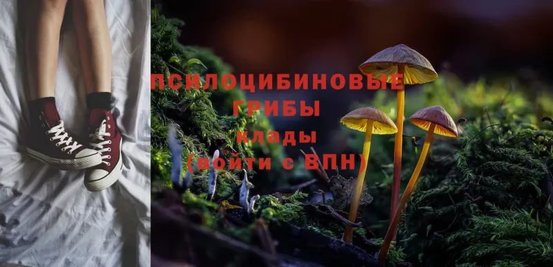 Псилоцибиновые грибы Cubensis  Пыть-Ях 